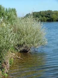 Attēlu rezultāti vaicājumam “Salix daphnoides subsp. acutifolia”