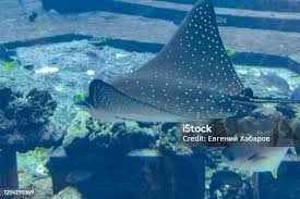 Image result for Aetobatus ocellatus