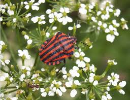 Attēlu rezultāti vaicājumam “Graphosoma lineatum nymph”