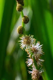 Attēlu rezultāti vaicājumam “Sparganium erectum aggr. flower”