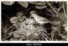 Attēlu rezultāti vaicājumam “Sylvia borin eggs”