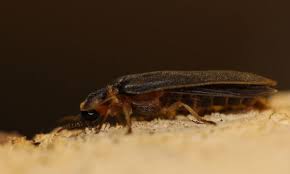 Attēlu rezultāti vaicājumam “Lampyris noctiluca”