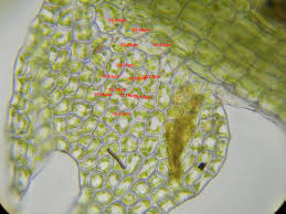 Attēlu rezultāti vaicājumam “Cephalozia loitlesbergeri”