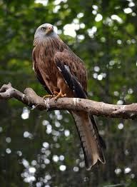 Image result for Milvus milvus