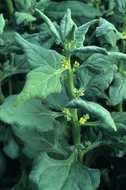 Image result for Neuseeländer Salat