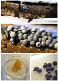 Attēlu rezultāti vaicājumam “Badhamia utricularis plasmodium”