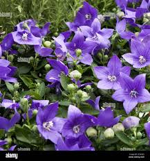 Image result for Campanula persicifolia