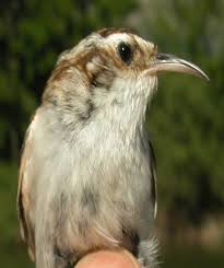 Attēlu rezultāti vaicājumam “Certhia familiaris adult”