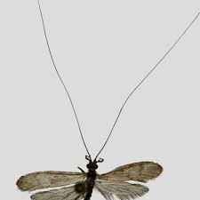 Attēlu rezultāti vaicājumam “Oecetis ochracea”