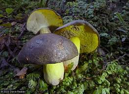 Attēlu rezultāti vaicājumam “Hypomyces chrysospermus”