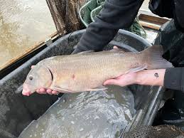 Image result for Ictiobus niger