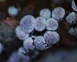 Attēlu rezultāti vaicājumam “Badhamia foliicola spores”