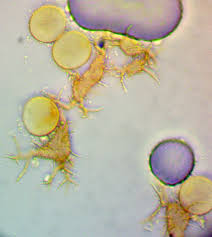 Attēlu rezultāti vaicājumam “Trichia longipalpis”