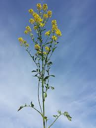 Attēlu rezultāti vaicājumam “Barbarea vulgaris subsp. arcuata”