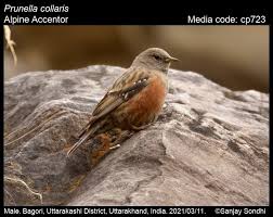 Image result for Prunella collaris
