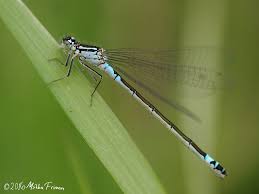 Attēlu rezultāti vaicājumam “Coenagrion armatum”