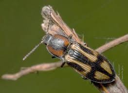 Attēlu rezultāti vaicājumam “Selatosomus cruciatus”