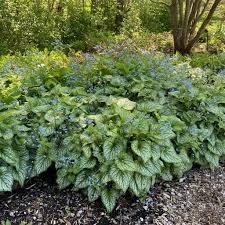 Image result for Brunnera `Jack Frost`
