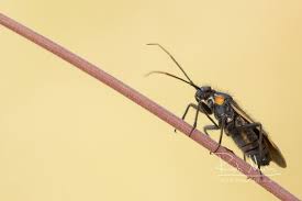 Attēlu rezultāti vaicājumam “Capsodes gothicus imago”