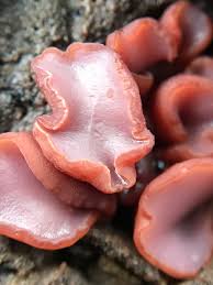 Attēlu rezultāti vaicājumam “Ascocoryne cylichnium”