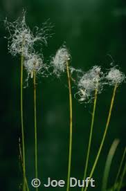 Attēlu rezultāti vaicājumam “Trichophorum alpinum fruit”