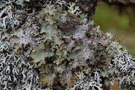 Attēlu rezultāti vaicājumam “Cetrelia sp.”