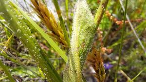 Attēlu rezultāti vaicājumam “Hypochaeris maculata”