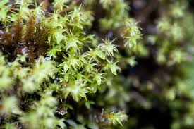 Attēlu rezultāti vaicājumam “Dichodontium pellucidum”