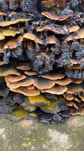 Attēlu rezultāti vaicājumam “Badhamia utricularis young”