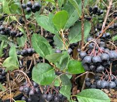 Attēlu rezultāti vaicājumam “Aronia melanocarpa”