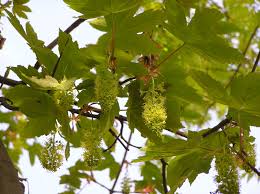 Attēlu rezultāti vaicājumam “Acer pseudoplatanus”