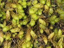 Attēlu rezultāti vaicājumam “Jungermannia hyalina cells”