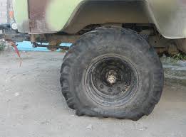 Картинки по запросу белку зажевало в диск