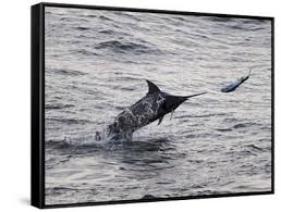 Image result for Makaira nigricans