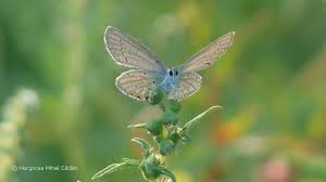 Attēlu rezultāti vaicājumam “Everes argiades male”