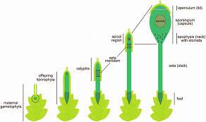 Attēlu rezultāti vaicājumam “Bryum caespiticium sporophyte”