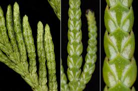 Attēlu rezultāti vaicājumam “Thuja plicata”