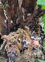 Attēlu rezultāti vaicājumam “Tubifera sp.”