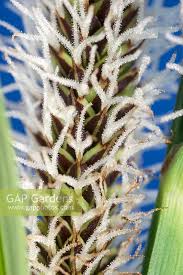 Attēlu rezultāti vaicājumam “Carex acutiformis flower”