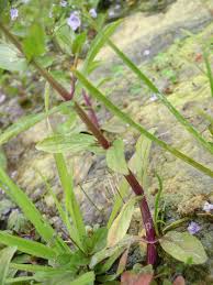 Attēlu rezultāti vaicājumam “Veronica anagallis-aquatica leaf”