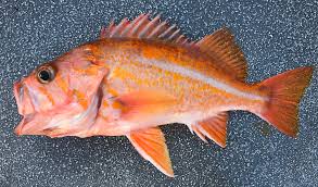 Image result for Sebastes