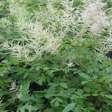 Image result for Aruncus dioicus