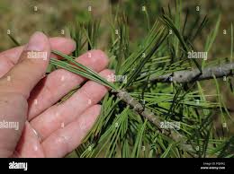 Attēlu rezultāti vaicājumam “Pinus peuce”