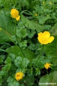 Attēlu rezultāti vaicājumam “Ranunculus repens”