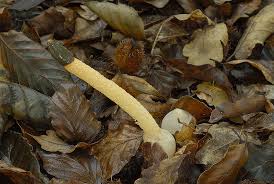 Attēlu rezultāti vaicājumam “Mutinus caninus”