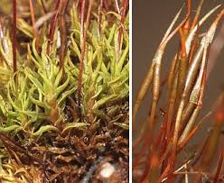 Attēlu rezultāti vaicājumam “Barbula unguiculata macro”