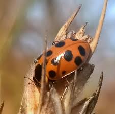 Attēlu rezultāti vaicājumam “Hippodamia tredecimpunctata”