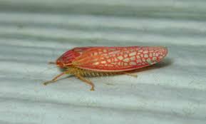 Attēlu rezultāti vaicājumam “Lopinga achine upperside”