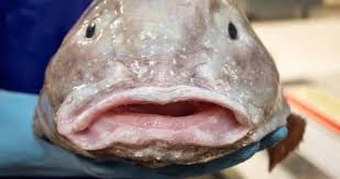 Image result for blobfish