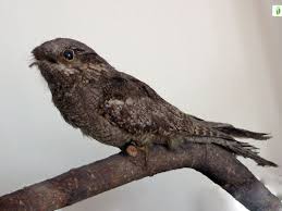 Attēlu rezultāti vaicājumam “Caprimulgus europaeus juvenile”